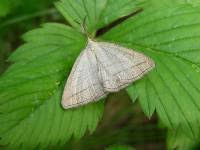 Attēlu rezultāti vaicājumam “Polypogon tentacularius”