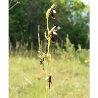 Attēlu rezultāti vaicājumam “Ophrys insectifera flower”