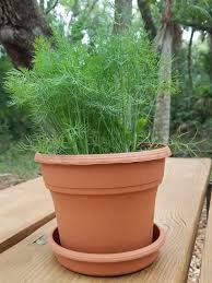 Image result for Dill