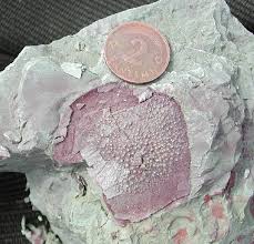 Attēlu rezultāti vaicājumam “Laccognathus panderi”