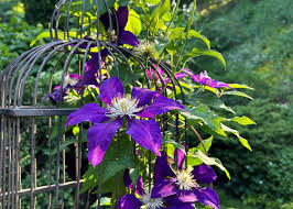Attēlu rezultāti vaicājumam “Clematis flower”