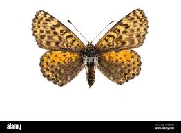 Attēlu rezultāti vaicājumam “Melitaea didyma underside”