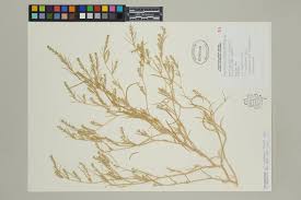 Attēlu rezultāti vaicājumam “Corispermum hyssopifolium fruit”