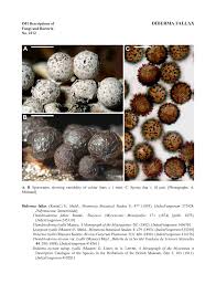 Attēlu rezultāti vaicājumam “Diderma chondrioderma spores”