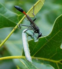 Attēlu rezultāti vaicājumam “Ammophila sp.”