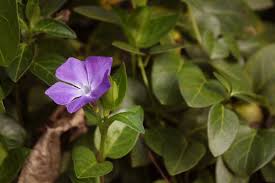 Attēlu rezultāti vaicājumam “Vinca minor flower”