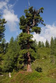 Image result for Pinus cembra