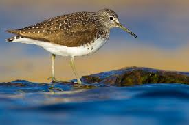 Attēlu rezultāti vaicājumam “Tringa ochropus”