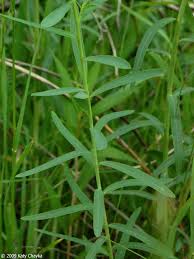 Attēlu rezultāti vaicājumam “Euphorbia virgata”