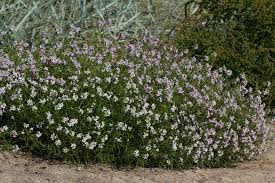 Attēlu rezultāti vaicājumam “Cakile maritima subsp. baltica flower”