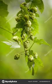 Attēlu rezultāti vaicājumam “Humulus lupulus bud”