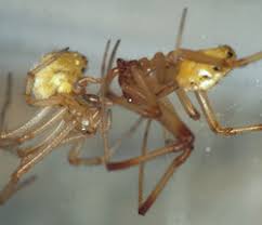 Attēlu rezultāti vaicājumam “Phylloneta sp.”