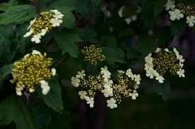 Attēlu rezultāti vaicājumam “Adoxaceae”