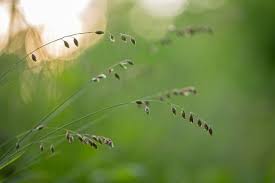 Attēlu rezultāti vaicājumam “Melica nutans”