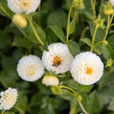 Image result for Dahlia `Snowflake`