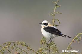 Image result for Oenanthe hispanica