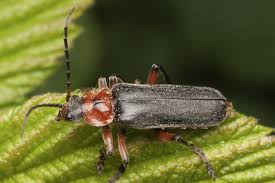 Attēlu rezultāti vaicājumam “Cantharis rustica”