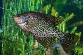 Image result for Pomoxis annularis