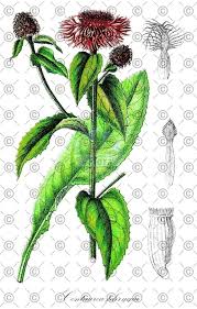 Attēlu rezultāti vaicājumam “Centaurea phrygia”