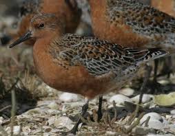 Attēlu rezultāti vaicājumam “Calidris canutus adult”