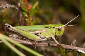 Attēlu rezultāti vaicājumam “Omocestus viridulus”