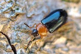 Attēlu rezultāti vaicājumam “Tetratoma fungorum”