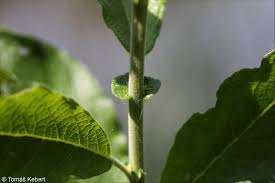 Attēlu rezultāti vaicājumam “Salix aurita leaf”