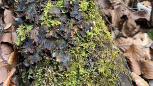 Attēlu rezultāti vaicājumam “Peltigera praetextata”