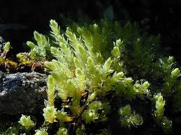 Attēlu rezultāti vaicājumam “Pohlia”