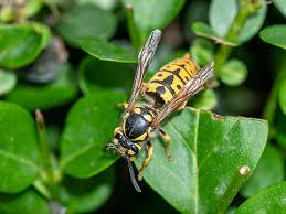 Attēlu rezultāti vaicājumam “Vespula germanica”