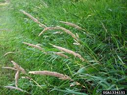 Attēlu rezultāti vaicājumam “Phalaroides arundinacea fruit”