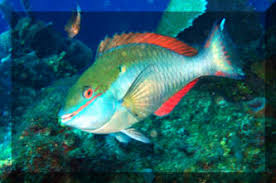 Image result for Sparisoma frondosum