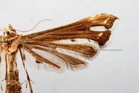 Attēlu rezultāti vaicājumam “Platyptilia gonodactyla imago”