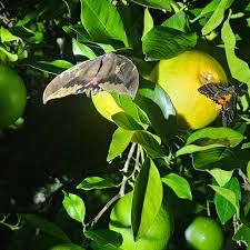 Attēlu rezultāti vaicājumam “Carex ornithopoda fruit”
