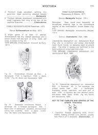 Attēlu rezultāti vaicājumam “Clastoderma debaryanum stalked”