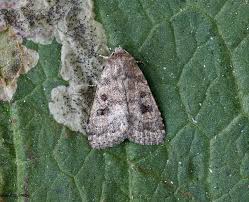 Attēlu rezultāti vaicājumam “Caradrina morpheus”