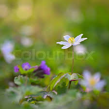 Attēlu rezultāti vaicājumam “Isopyrum thalictroides”