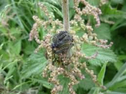 Attēlu rezultāti vaicājumam “Euthrix potatoria cocoon”
