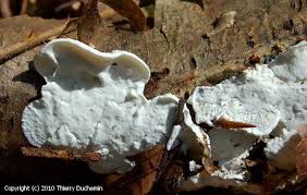 Attēlu rezultāti vaicājumam “Skeletocutis nivea”