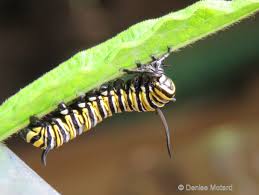 Image result for monarch caterpillar