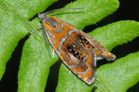 Attēlu rezultāti vaicājumam “Olethreutes arcuella”