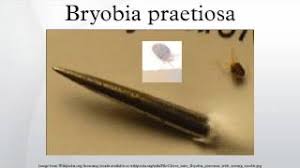 Attēlu rezultāti vaicājumam “Bryobia praetiosa”