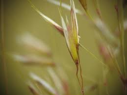 Attēlu rezultāti vaicājumam “Trisetum flavescens flower”