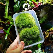 Attēlu rezultāti vaicājumam “Leucobryum juniperoideum”