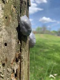 Attēlu rezultāti vaicājumam “Stemonitopsis amoena stalked”