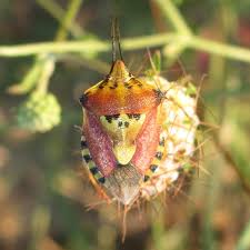 Attēlu rezultāti vaicājumam “Carpocoris sp. nymph”