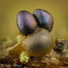 Attēlu rezultāti vaicājumam “Colloderma oculatum macro”