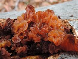 Attēlu rezultāti vaicājumam “Tremella ramalinae”