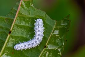Attēlu rezultāti vaicājumam “Eriocampa ovata”