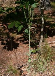 Attēlu rezultāti vaicājumam “Arabis glabra leaf”